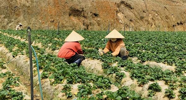 Tỷ trọng lao động nông nghiệp trong tổng lao động xã hội giảm xuống dưới 20%. Ảnh minh họa. Tỷ trọng lao động nông nghiệp trong tổng lao động xã hội giảm xuống dưới 20%. Ảnh minh họa.